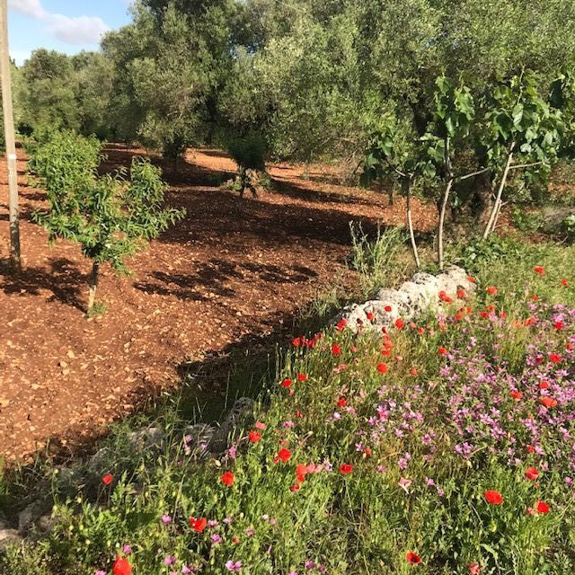 Trullo jardin